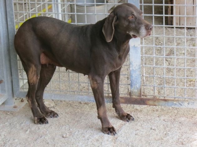 NIGERIA, tenera cagnolina - Foto 5