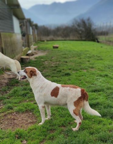 FRISBEE, cane in adozione. - Foto 6