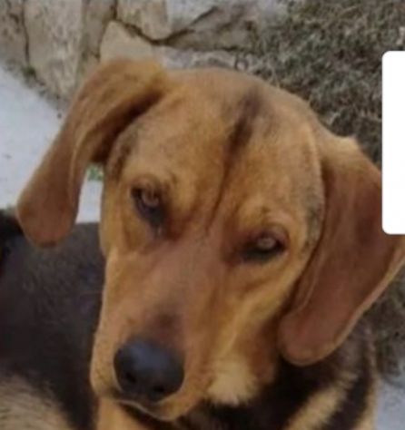 2/3anni segugino veniva cacciato!! Urgente aiuto!MOLISE SOS - Foto 5