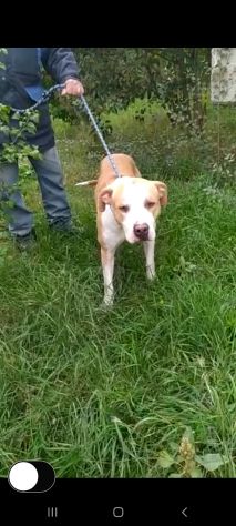 Pitbull puro 3anni finito in canile..piange tutto il giorno! SUD - Foto 3