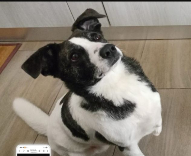 Femmina TRIPODE 3ANNI URGENTE STALLO/ADOZIONE !NUORO - Foto 2