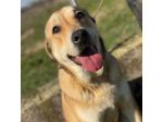 MINERVA splendida ed amorevole CANE IN ADOZIONE