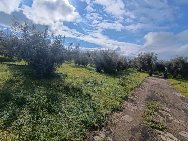 Uliveto in vendita a Paternò - Foto 16