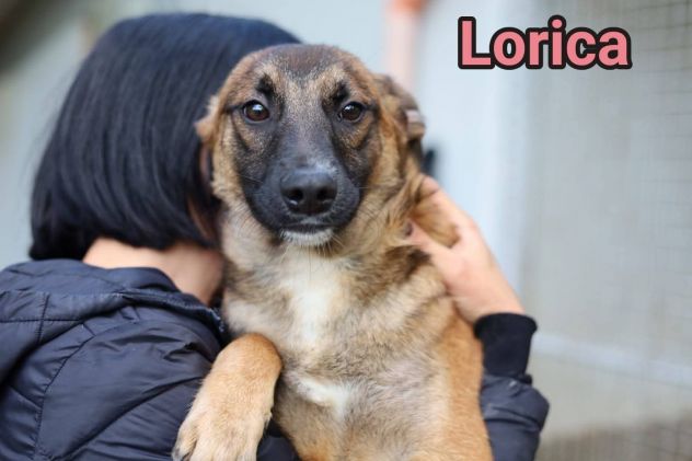 LORICA E CAVALIERE CUCCIOLI IN ADOZIONE - Foto 5