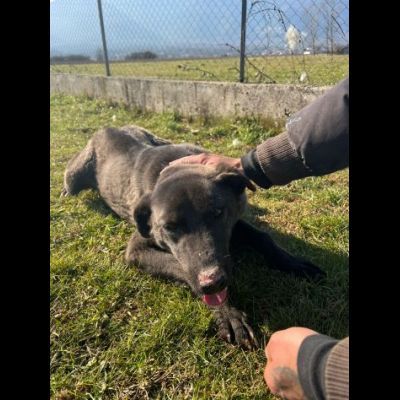 LEO, simil labrador, CANE IN ADOZIONE - Foto 8