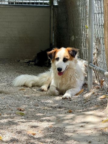 Sofia: amichevole e tranquilla, dolce con tutti - Foto 8