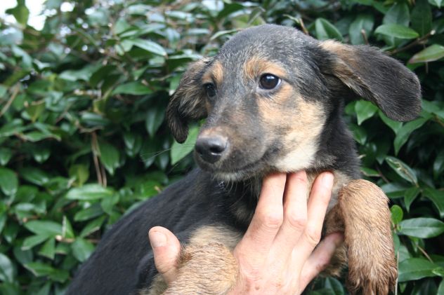 7 adorabili cuccioletti mix Pastore Tedesco - Foto 6