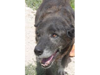 Igor per 10 anni tenuto da solo in una campagna