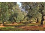 Terreno agricolo in vendita a Buti 5000 mq  Rif: 630327