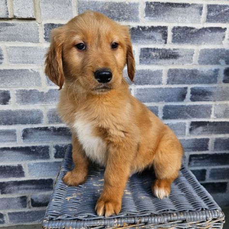 Bellissimi cuccioli di Golden Retriever - Foto 2