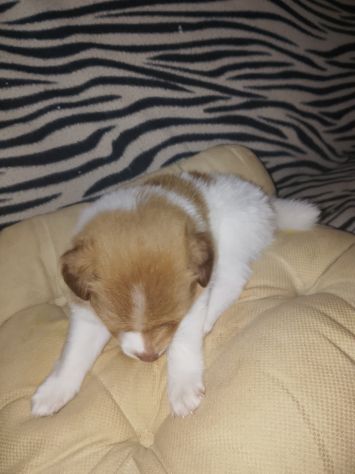 Cucciolo di volpino - Foto 3