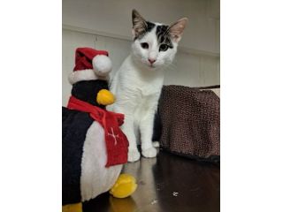 Tondo gattino