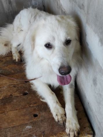 CANE DA ADOTTARE - Foto 6