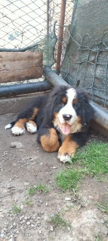 Cucciolo di bovaro del bernese - Foto 6