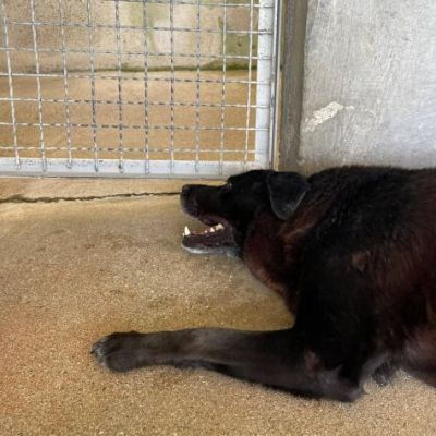 SELENE PRIGIONIERA SENZA COLPA CAGNOLINA IN ADOZIONE - Foto 4