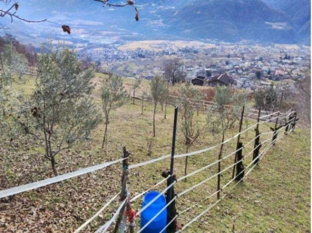 Immobile in asta di 129 m² in vendita a Ponte in Valtellina - Foto 3