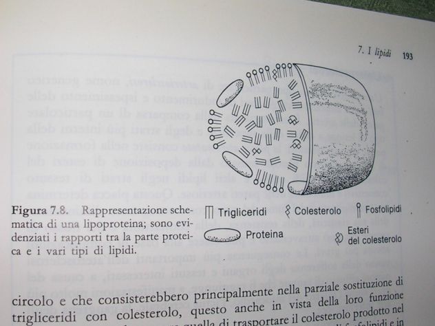 INTRODUZIONE ALLA BIOCHIMICA - Foto 7