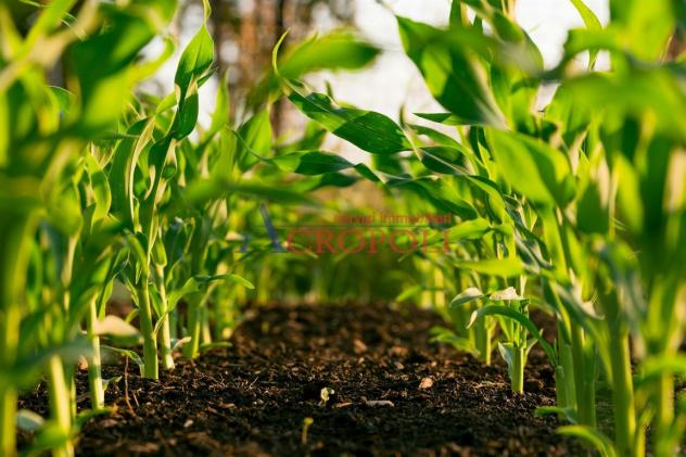 FIUMICINO, CASALE CON TERRENO AGRICOLO IN VENDITA - Foto 11
