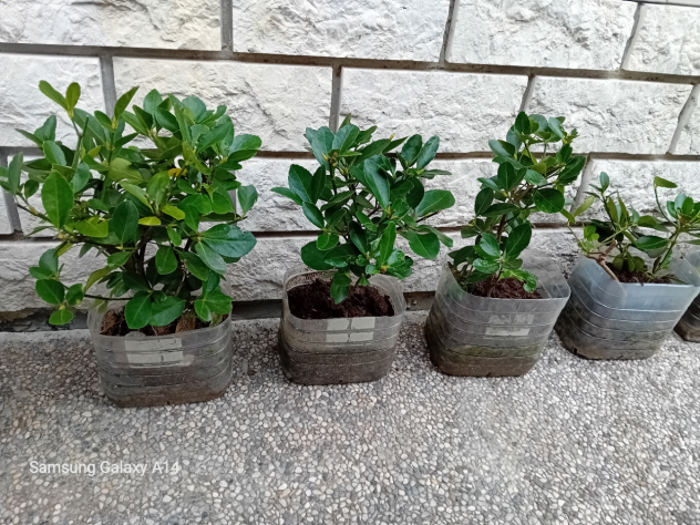 Piante di Evomino non variegato - Foto 3