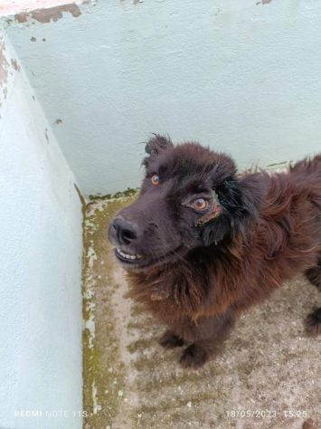 Cucciolona di un anno lasciata marcire in canile - Foto 2