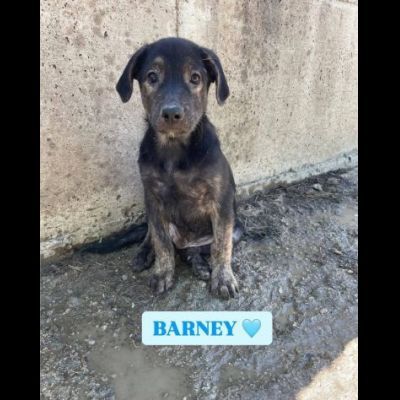 BETTY  FRED  BARNEY  WILMA  CIOTTOLINA  TENERISSIMI CUCCIOLI IN ADOZIONE - Foto 3