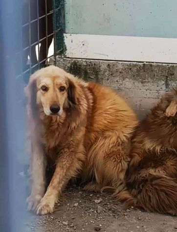 MERLINO E ANACLETO FRATELLI INSEPARABILI CANI IN ADOZIONE DI COPPIA - Foto 2