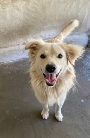 RUNNER CANE IN ADOZIONE - Foto 8