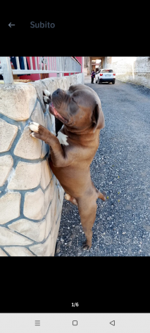 American bully - Foto 6