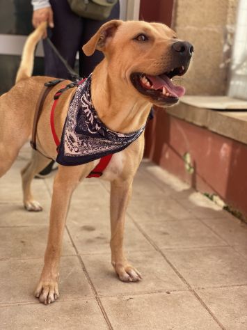 Tuono, cucciolo di 2 anni in adozione - Foto 2