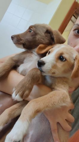 Cucciole dolcissime in cerca di famiglia - Foto 2
