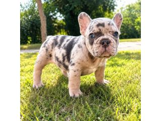 Cuccioli bulldog francese alta genealogia