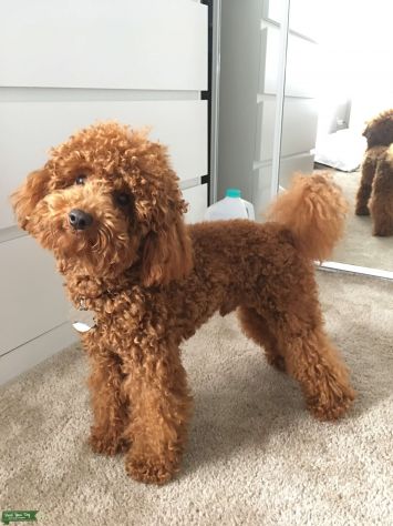 barboncini cuccioli toy