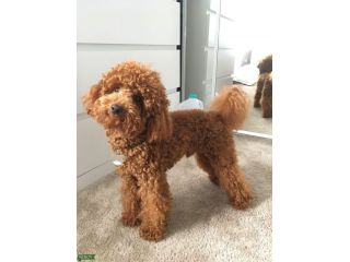 barboncini cuccioli toy