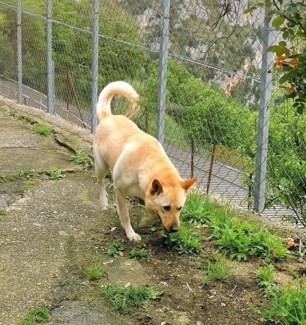 TAKESHI BELLO AFFETTUOSO CANE IN ADOZIONE - Foto 10