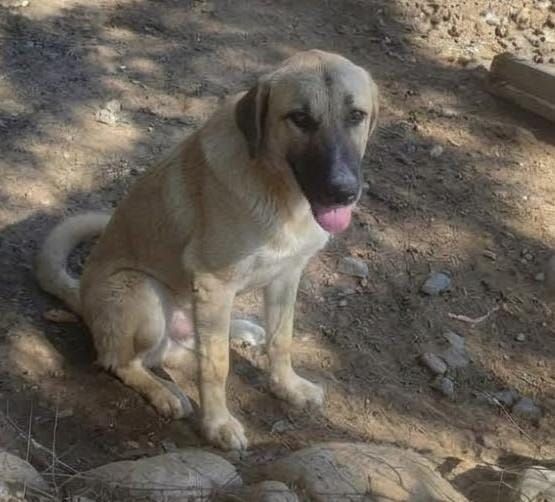 Mix Pastorina 7mesi e 1/2 bellissima rimasta sola in recinto! CAGLIARI