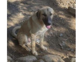 Mix Pastorina 7mesi e 1/2 bellissima rimasta sola in recinto! CAGLIARI