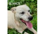 Blanco