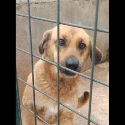 Selena buona e dolcissima cagnolina in adozione