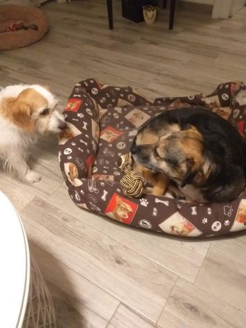 Servizi per animali domestici - Foto 5