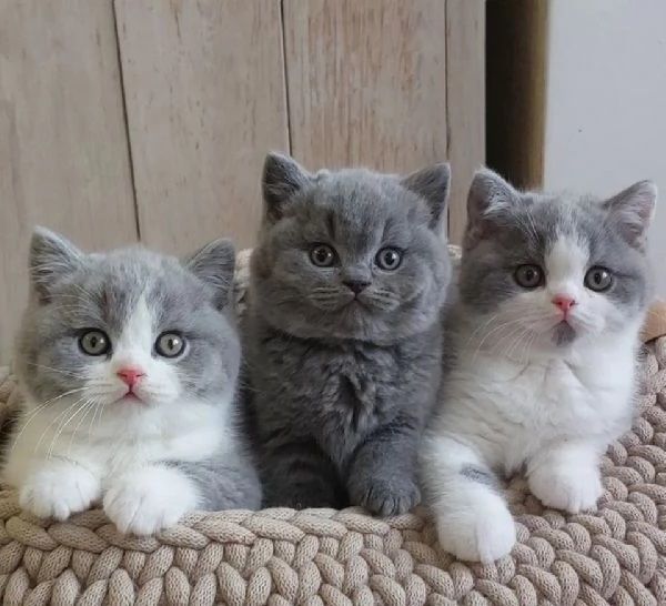 BRITISH SHORTHAIR CUCCIOLI DISPONIBILI maschi e femmine da 60 euro al mese