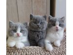 BRITISH SHORTHAIR CUCCIOLI DISPONIBILI maschi e femmine da 60 euro al mese