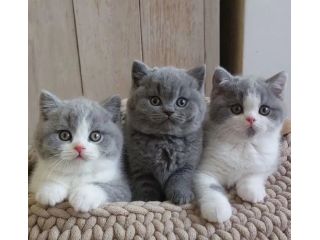 BRITISH SHORTHAIR CUCCIOLI DISPONIBILI maschi e femmine da 60 euro al mese
