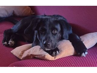 Milo cucciolo