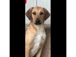 NIETZSCHE CUCCIOLO IN ADOZIONE Taglia medio contenuta 10 mesi