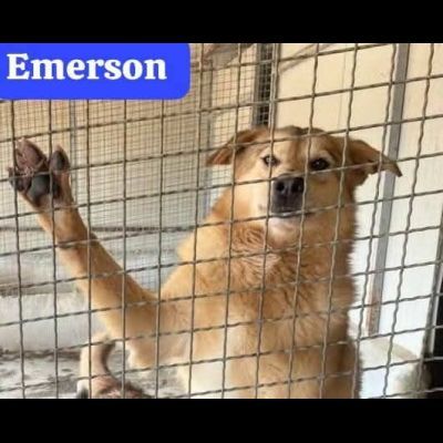 EMERSON DIMENTICATO TRA GLI INVISIBILI CANE IN ADOZIONE TG MEDIA SOCIEVOLE - Foto 5