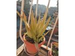 Piante Aloe