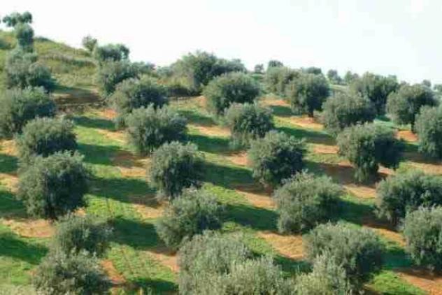 BORGO S LORENZO Terreno agricolo Vendita MQ 6000 ULIVETO