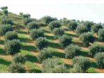 BORGO S LORENZO Terreno agricolo Vendita MQ 6000 ULIVETO