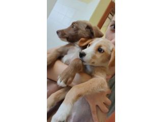 Cucciole dolcissime in cerca di famiglia