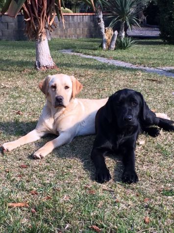 Labrador in Regalo - Foto 2